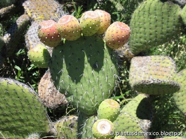 Opuntia joconoxtle ©plantasdemexicoblogspot3